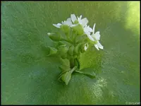 c046.webp