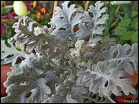c047.webp