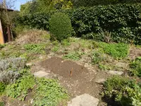 P1120319gesäte Malven.JPG