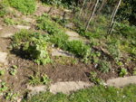 P1120320gesäte Schlafmützchen.JPG