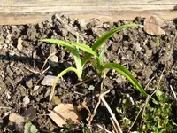 P1120323Taglilie.webp
