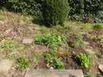 P1120325mein Beet.JPG