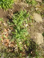 P1120327Kugeldistel.JPG
