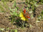 P1120311Pfauenauge.JPG