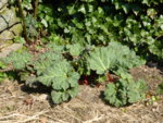 P1120315Rhabarber.JPG