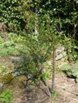 P1120316Stachelbeere.JPG