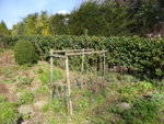 P1120318obere Himbeerhecke.JPG