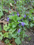 P1120328Veilchen.JPG