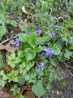 P1120328Veilchen.webp