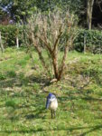 P1120330Budlejy.JPG