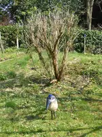 P1120330Budlejy.webp