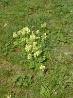 P1120332Schlüsselblume.webp