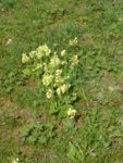 P1120332Schlüsselblume.JPG