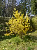 P1120333Forsythie.webp