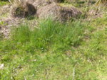 P1120341Weinlauch.JPG