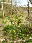 P1120344rote Johannisbeere.JPG