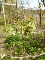 P1120344rote Johannisbeere.webp