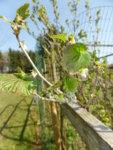 P1120346schwarze Johannisbeere.JPG