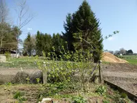 P1120349schwarze Johannisbeere.webp