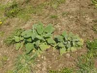 P1120350Muskatellersalbe.webp