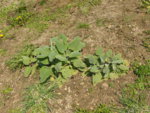 P1120350Muskatellersalbe.JPG