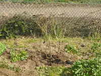 P1120351Weigelie.webp