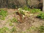 P1120352roter hartriegel.JPG