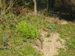 P1120354Tausend-Blüten-strauch.JPG
