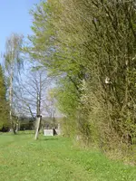 P1120355Wildhecke.webp