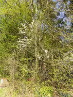 P1120356Pflaumenschlehe.webp