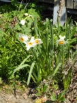 P1120362Narcisse.JPG