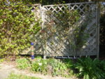 P1120363Terrassenbeet.JPG
