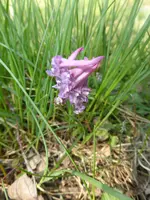 P1120365Lerchensporn.webp