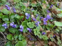 P1120329Veilchen.webp