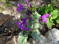 DSC00183.webp