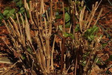 Clemi tub_Campanile_Austrieb_700.webp