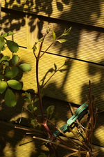 Clemi_vit_Purpurea Plena Elegans_700.webp