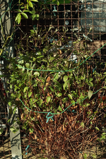 Yukiokoshi_Austrieb_700.webp