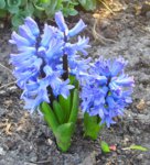 Hyazinthe blau.JPG