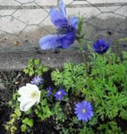 Anemone bunt.jpg
