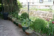 Mai0318.webp