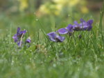 DSCF2141.JPG