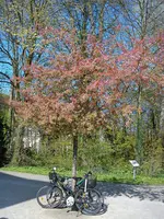 DSC05398.webp