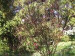 BILD0877.JPG