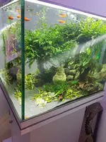 bonsai10.webp