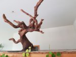 bonsai6.jpg