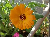 c056.webp