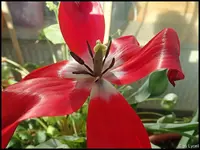 c058.webp