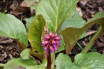 DSC07568.JPG
