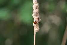 035.webp